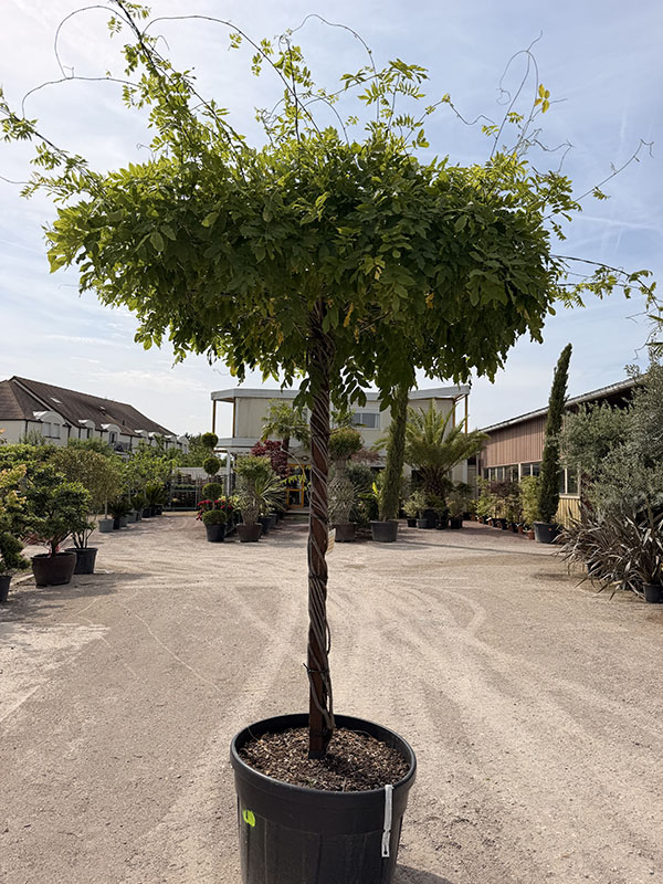 glycine-tige-tonnelle