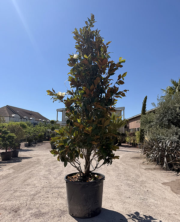 magnolia-grandiflora-galissoniere