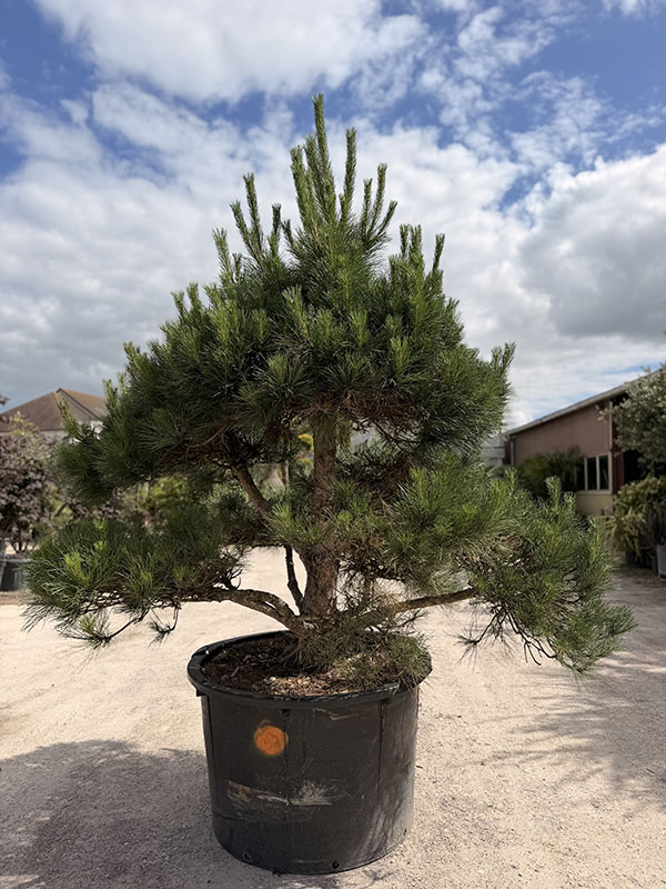 pin-pierrick-bregeon-plateau