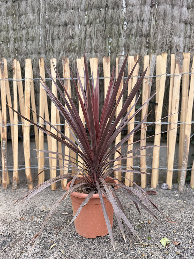 CORDYLINE AUSTRALIS RED STAR