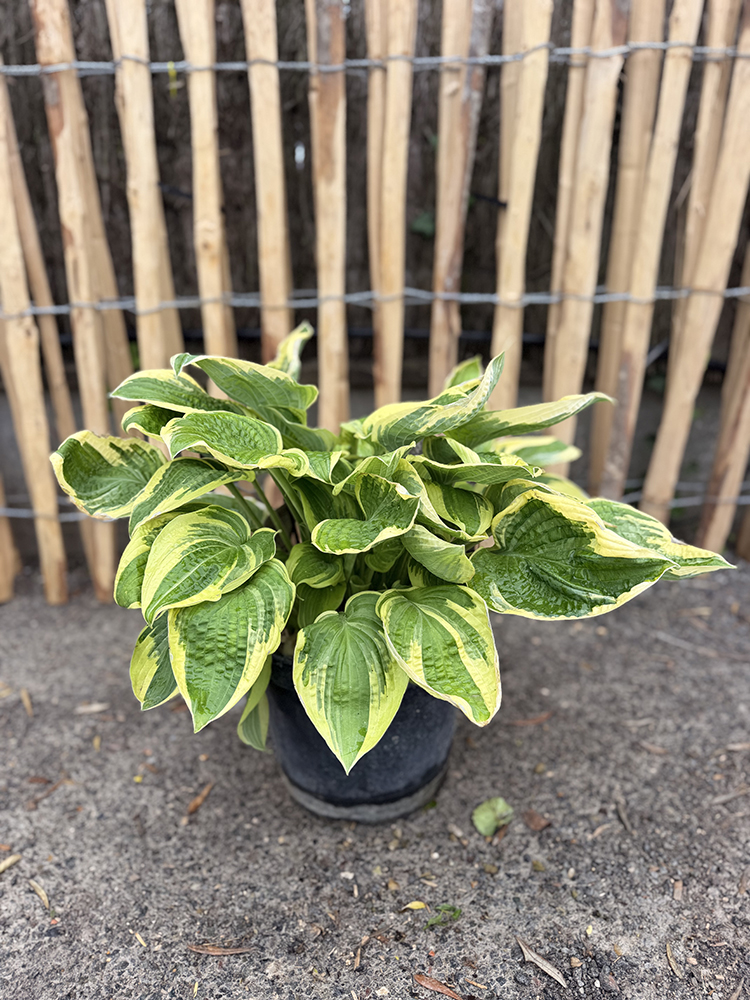 LIS PLANTAIN PANACHÉ