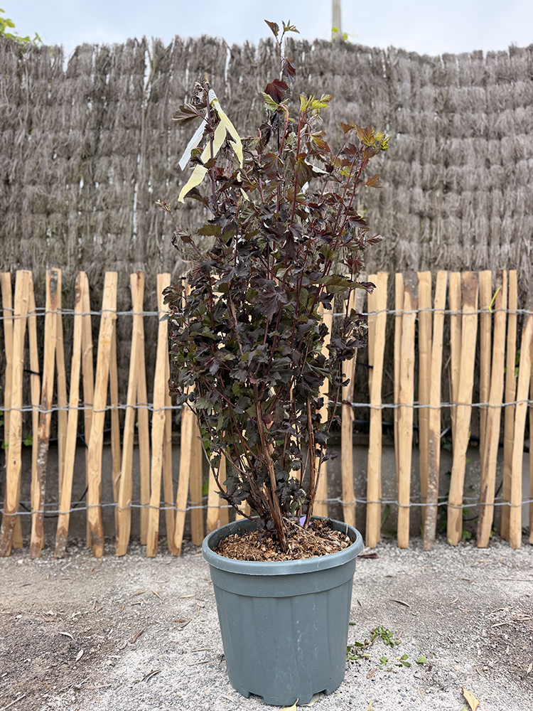 PHYSOCARPE A FEUILLES D’OPALE