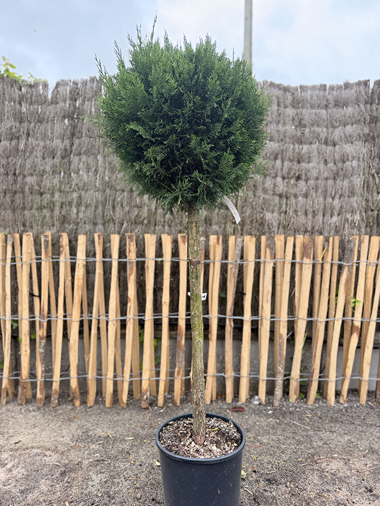 CUPRESSOCYPARIS LEYLANDII   DEMI TIGE