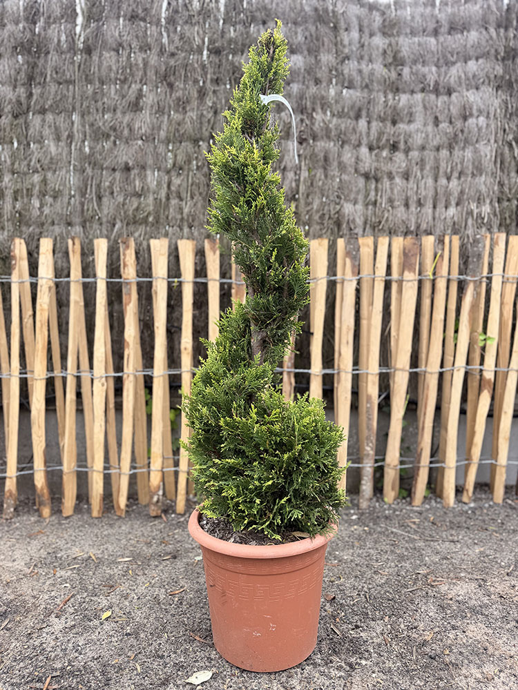 CUPRESSUS CASTLEWELLAN GOLD SPIRALE