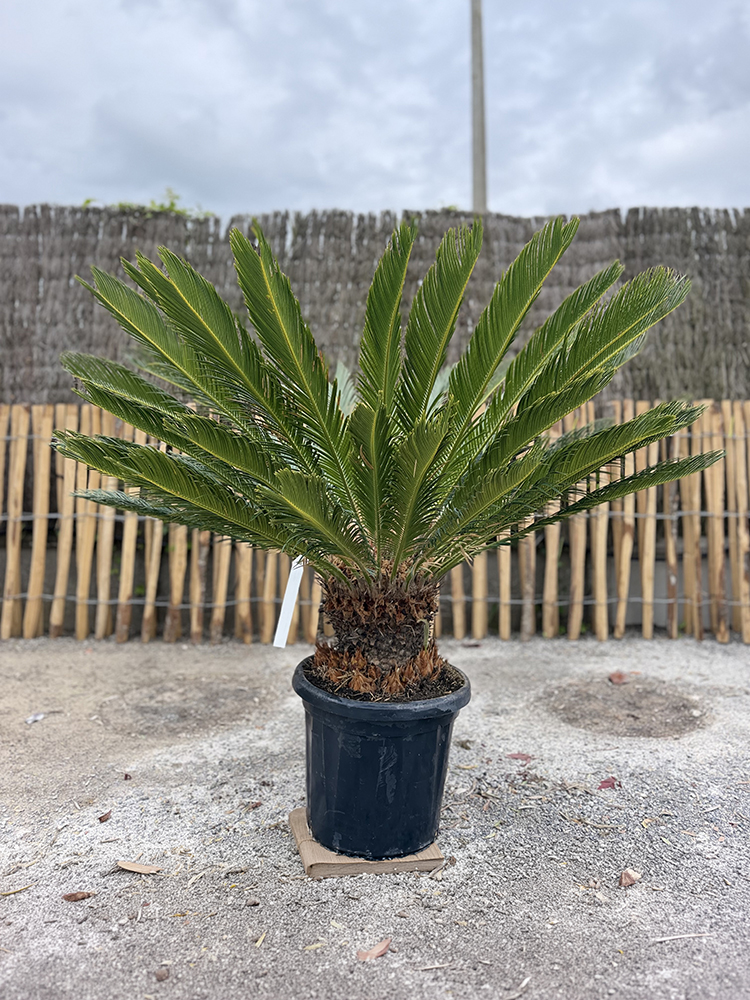 CYCAS DU JAPON, PALMIER FOUGÈRE