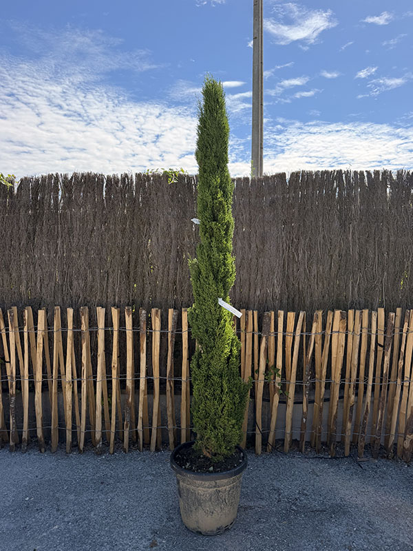 terre-vegetal-amandee