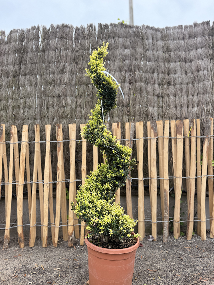 HOUX CRÉNELÉ SPIRALE