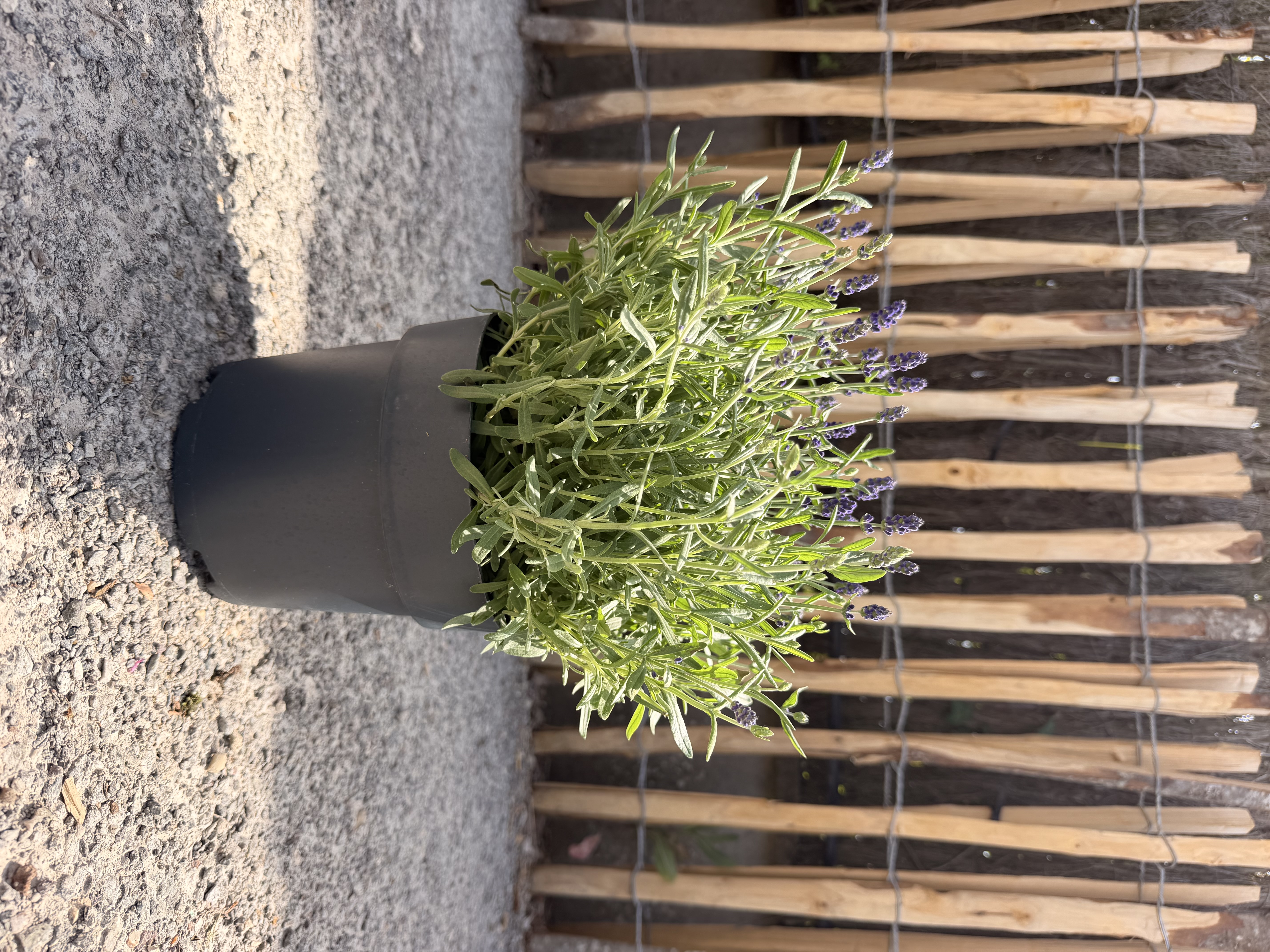 lavandula-angustifolia-hidcote
