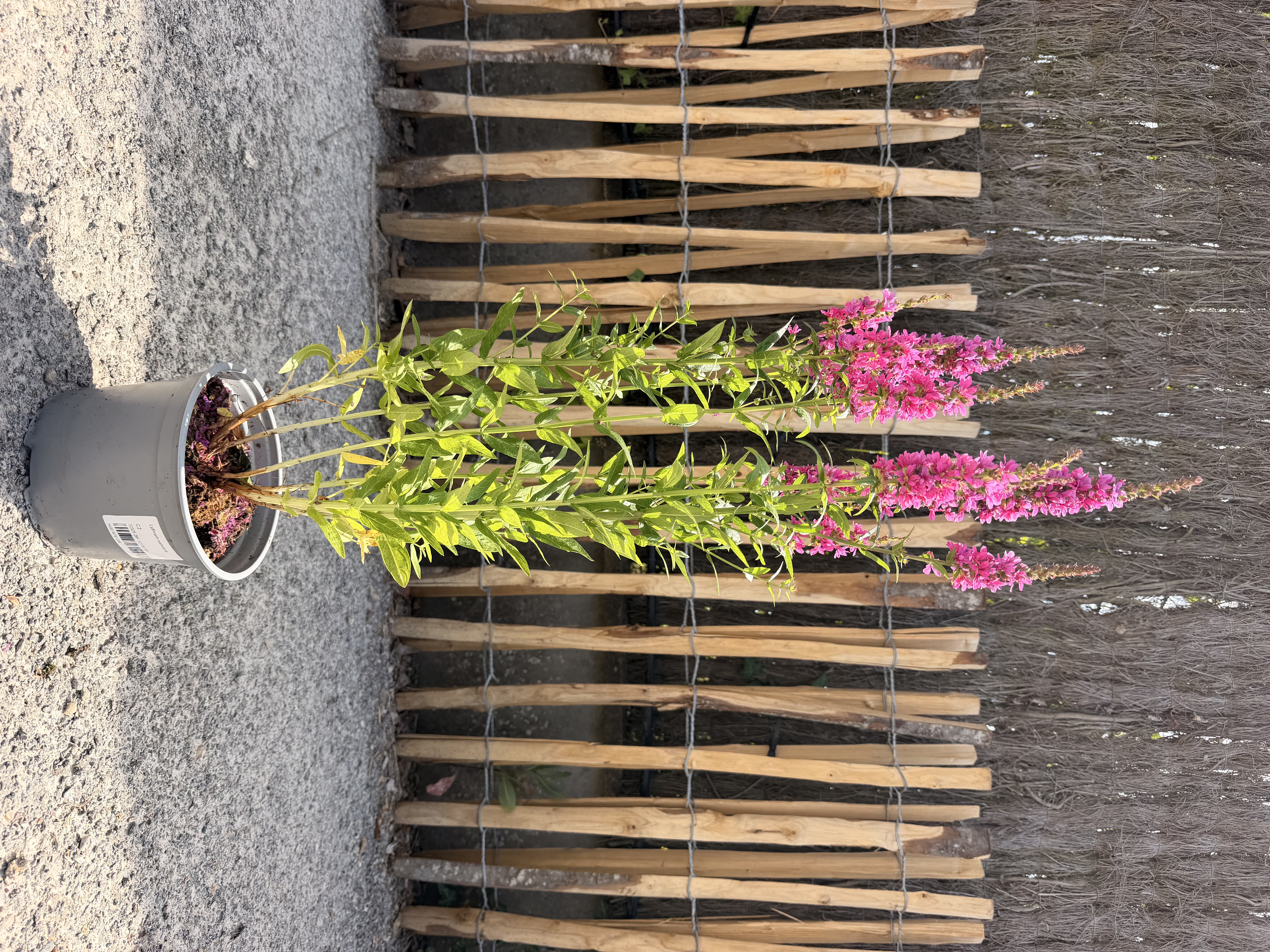 lythrum-salicaria
