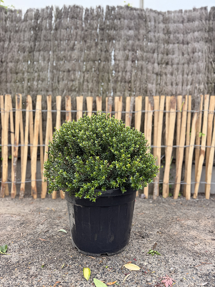 MYRTUS DE TARENTE
