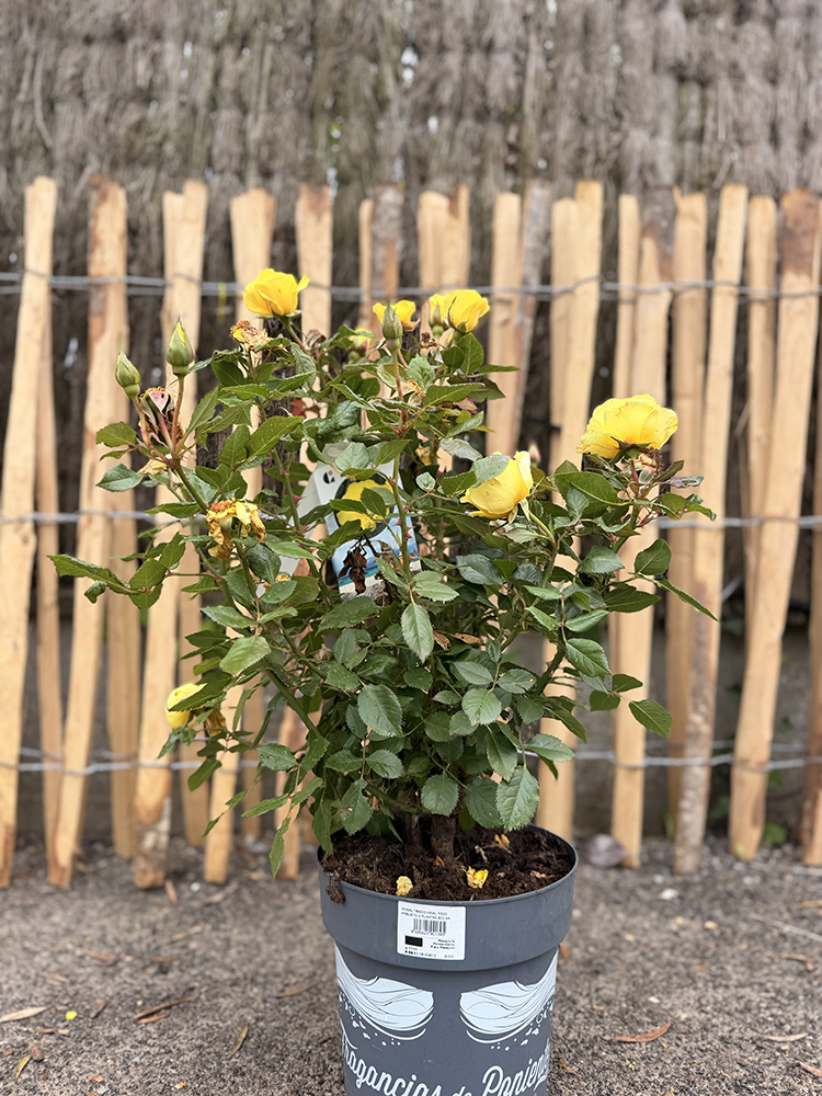 ROSIER BUISSON JAUNE