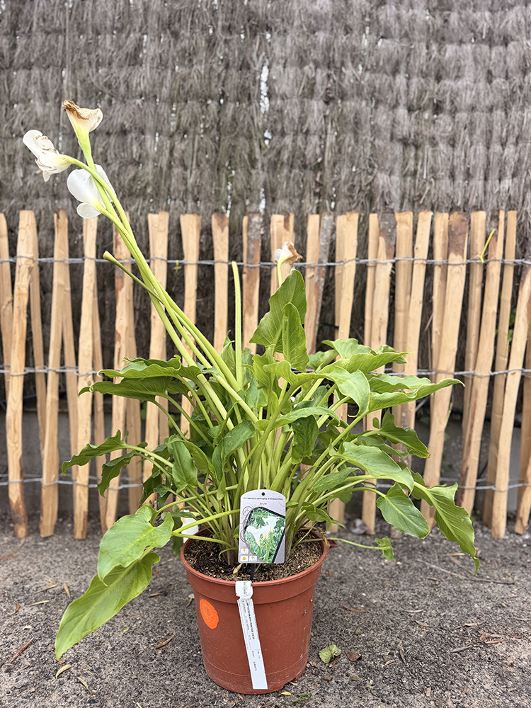 ARUM D’ÉTHIOPIE